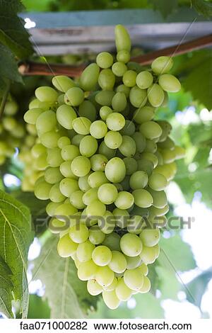 Grapes growing on vine View Large Photo Image Stock Image - Grapes growing on vine. Fotosearch