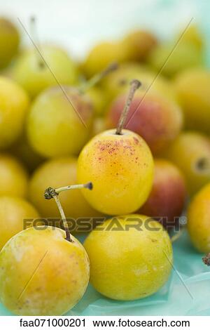 Mirabelle plums View Large Photo Image Stock Image - Mirabelle plums. Fotosearch