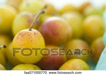 Mirabelle plums View Large Photo Image Stock Image - Mirabelle plums. Fotosearch