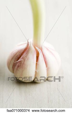 New garlic View Large Photo Image Picture - New garlic. Fotosearch