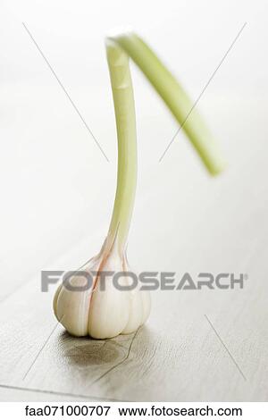 New garlic View Large Photo Image Stock Photo - New garlic. Fotosearch