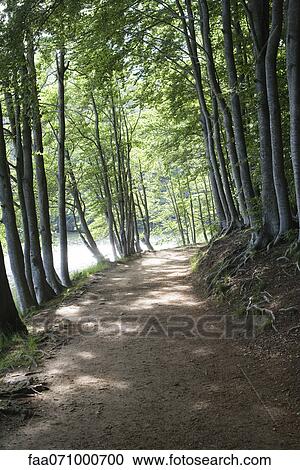 Path through forest View Large Photo Image Stock Image - Path through forest. Fotosearch