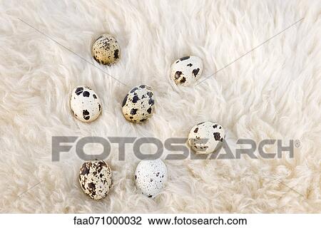 Quail eggs resting on wool View Large Photo Image Stock Image - Quail eggs resting on wool. Fotosearch