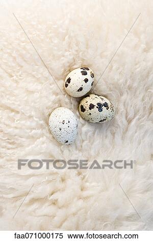 Quail eggs resting on wool View Large Photo Image Stock Photography - Quail eggs resting on wool. Fotosearch