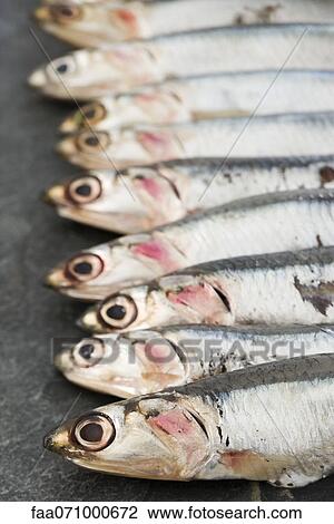 Stock Image - Raw anchovies. Fotosearch