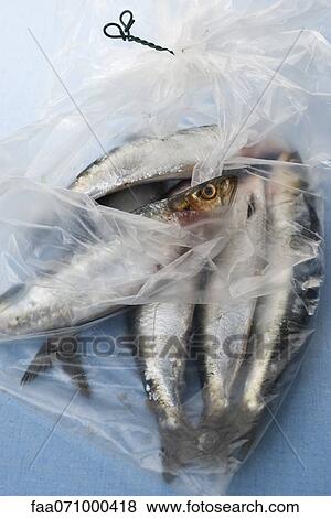 Raw sardines in plastic bag View Large Photo Image Stock Photo - Raw sardines in plastic bag. Fotosearch