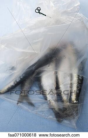 Raw sardines in plastic bag View Large Photo Image Stock Photo - Raw sardines in plastic bag. Fotosearch