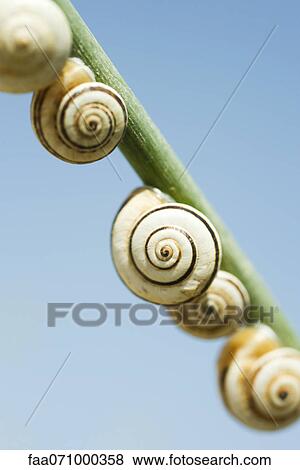 Snails on branch View Large Photo Image Stock Photo - Snails on branch. Fotosearch