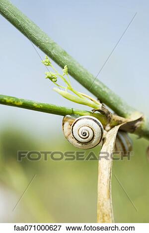 Snails on plant View Large Photo Image Stock Photo - Snails on plant. Fotosearch
