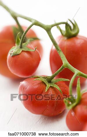 Stock Photo - Underside of leaf, close-up. Fotosearch