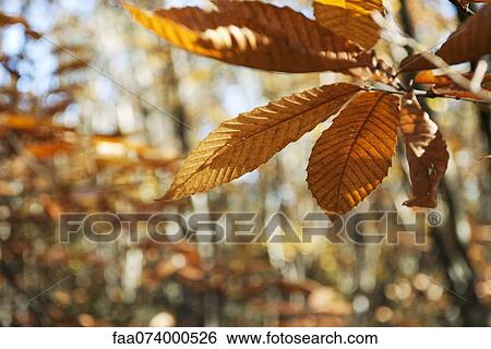 Autumn leaves, close-up View Large Photo Image Stock Photograph - Autumn leaves, close-up. Fotosearch