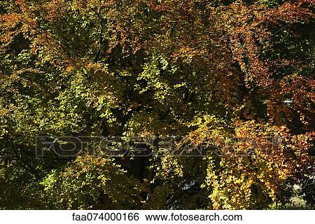 Stock Photograph - Autumn leaves. Fotosearch