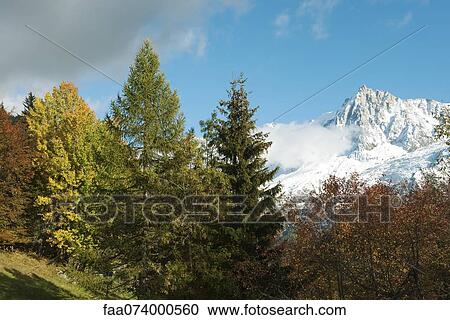 Forest in autumn, snow-covered mountain in background View Large Photo Image Stock Image - Forest in autumn, snow-covered mountain in background. Fotosearch
