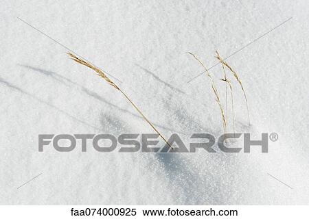 Grass in snow View Large Photo Image Stock Photography - Grass in snow. Fotosearch