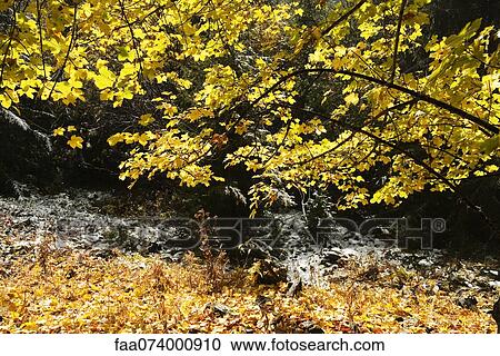 Leaves in autumn hues View Large Photo Image Stock Image - Leaves in autumn hues. Fotosearch