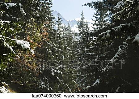 Snow-capped forest View Large Photo Image Stock Image - Snow-capped forest. Fotosearch