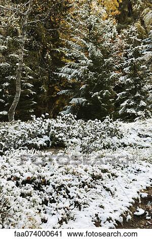 Snow-covered foliage View Large Photo Image Stock Image - Snow-covered foliage. Fotosearch