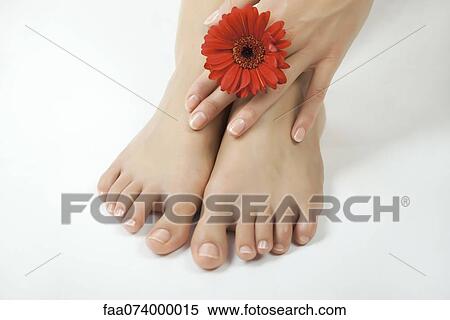 Stock Photography - Woman holding gerbera daisy against bare feet. Fotosearch