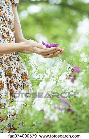 Stock Photo - Woman holding purple flowers in cupped hands, mid section. Fotosearch