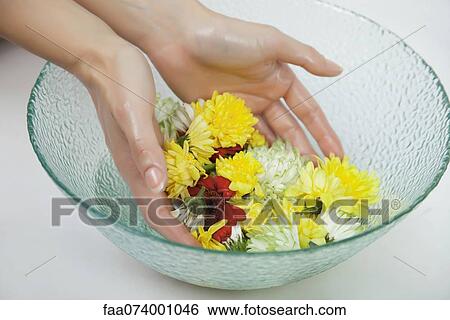 Stock Photograph - Woman soaking hands in bowl of water and flowers, cropped. Fotosearch