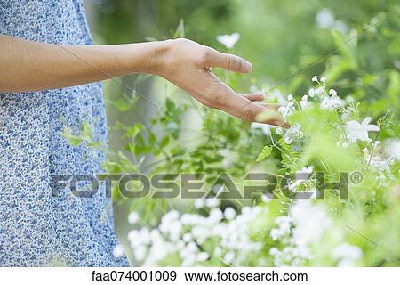 Woman's hand touching wildflowers, mid section View Large Photo Image Stock Photo - Woman's hand touching wildflowers, mid section. Fotosearch