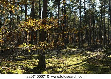Woods in autumn hues View Large Photo Image Stock Image - Woods in autumn hues. Fotosearch