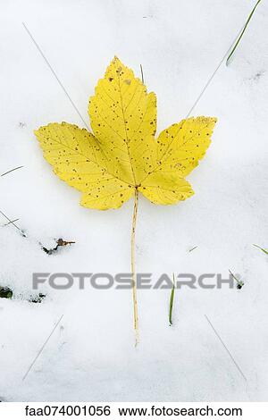 Yellow leaf in snow View Large Photo Image Stock Photograph - Yellow leaf in snow. Fotosearch