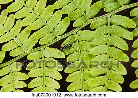 Stock Image - Ant crawling on fern frond. Fotosearch