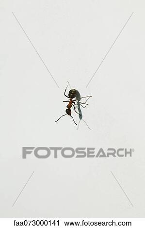 Ant on white background View Large Photo Image Stock Image - Ant on white background. Fotosearch