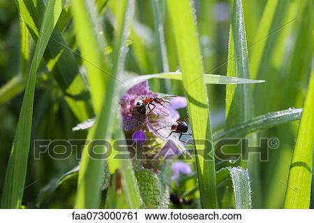 Ants crawling on grass View Large Photo Image Stock Image - Ants crawling on grass. Fotosearch