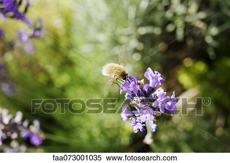 Bee fly on lavender View Large Photo Image Stock Photography - Bee fly on lavender. Fotosearch