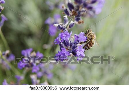 Bee gathering pollen on lavender View Large Photo Image Stock Photograph - Bee gathering pollen on lavender. Fotosearch