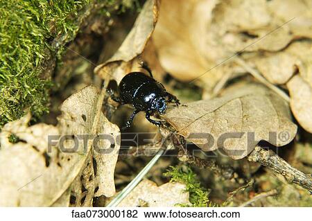 Black beetle View Large Photo Image Stock Image - Black beetle. Fotosearch