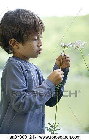 Boy looking at wildflower View Large Photo Image Stock Photo - Boy looking at wildflower. Fotosearch