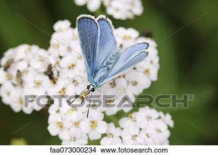 Brown argus butterfly (Aricia agestis) View Large Photo Image Picture - Brown argus butterfly (Aricia agestis). Fotosearch