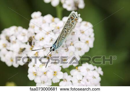Brown argus butterfly (Aricia agestis) View Large Photo Image Stock Image - Brown argus butterfly (Aricia agestis). Fotosearch
