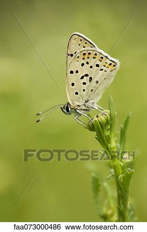 Brown Argus butterfly (Aricia agestis) View Large Photo Image Stock Photograph - Brown Argus butterfly (Aricia agestis). Fotosearch