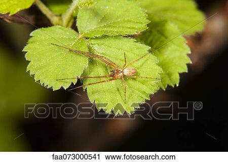Stock Image - Brown spider on plant. Fotosearch