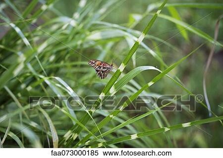 Butterfly resting on grass View Large Photo Image Stock Photography - Butterfly resting on grass. Fotosearch