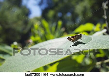 Butterfly resting on plant View Large Photo Image Picture - Butterfly resting on plant. Fotosearch