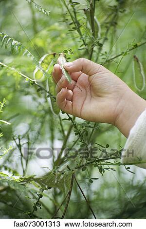 Stock Image - Child's hand touching pea pod growing on plant. Fotosearch