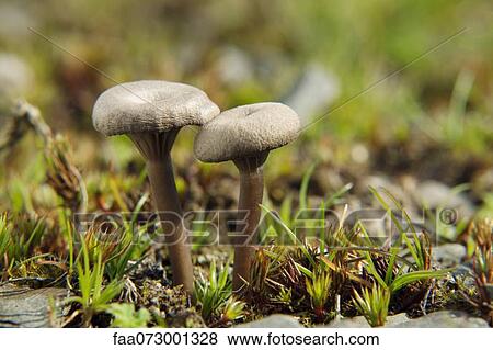 Clitocybe mushrooms View Large Photo Image Stock Photo - Clitocybe mushrooms. Fotosearch