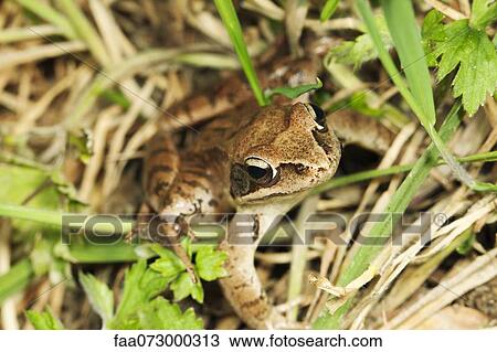 Common frog (Rana temporaria) View Large Photo Image Stock Image - Common frog (Rana temporaria). Fotosearch