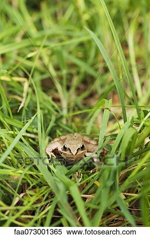 Common frog (Rana temporaria) View Large Photo Image Stock Photography - Common frog (Rana temporaria). Fotosearch