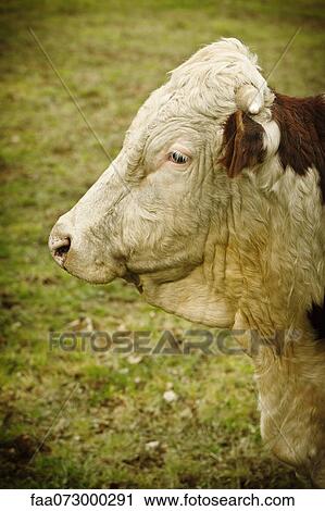 Cow in profile View Large Photo Image Stock Image - Cow in profile. Fotosearch