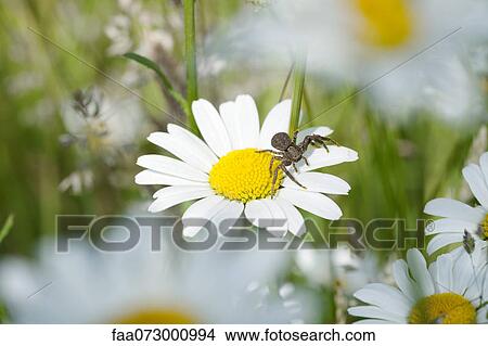 Picture - Crab spider on daisy. Fotosearch