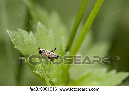 Cricket resting on plant View Large Photo Image Stock Photograph - Cricket resting on plant. Fotosearch