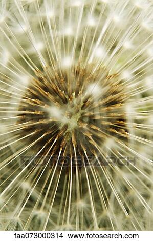 Picture - Dandelion seedhead, extreme close-up. Fotosearch