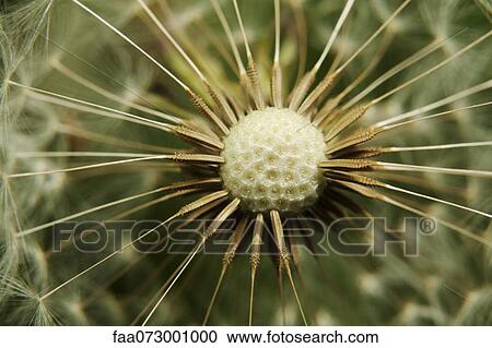 Dandelion seedhead, extreme close-up View Large Photo Image Stock Image - Dandelion seedhead, extreme close-up. Fotosearch