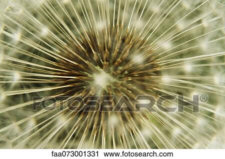 Dandelion seedhead, extreme close-up View Large Photo Image Stock Image - Dandelion seedhead, extreme close-up. Fotosearch
